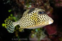 Spotted Trunkfish, Cayman Islands