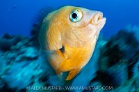 Three Spot Damselfish, Cayman Islands
