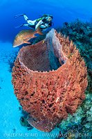 Barrel Sponge And Snapper, Cayman Islands