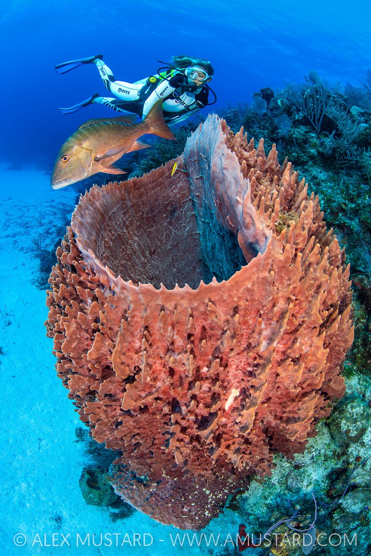 Barrel Sponge And Snapper, Cayman Islands