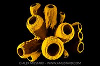 Yellow Tube Sponge, Cayman Islands