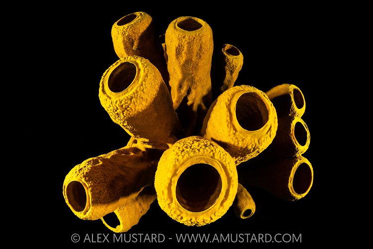 Yellow Tube Sponge, Cayman Islands