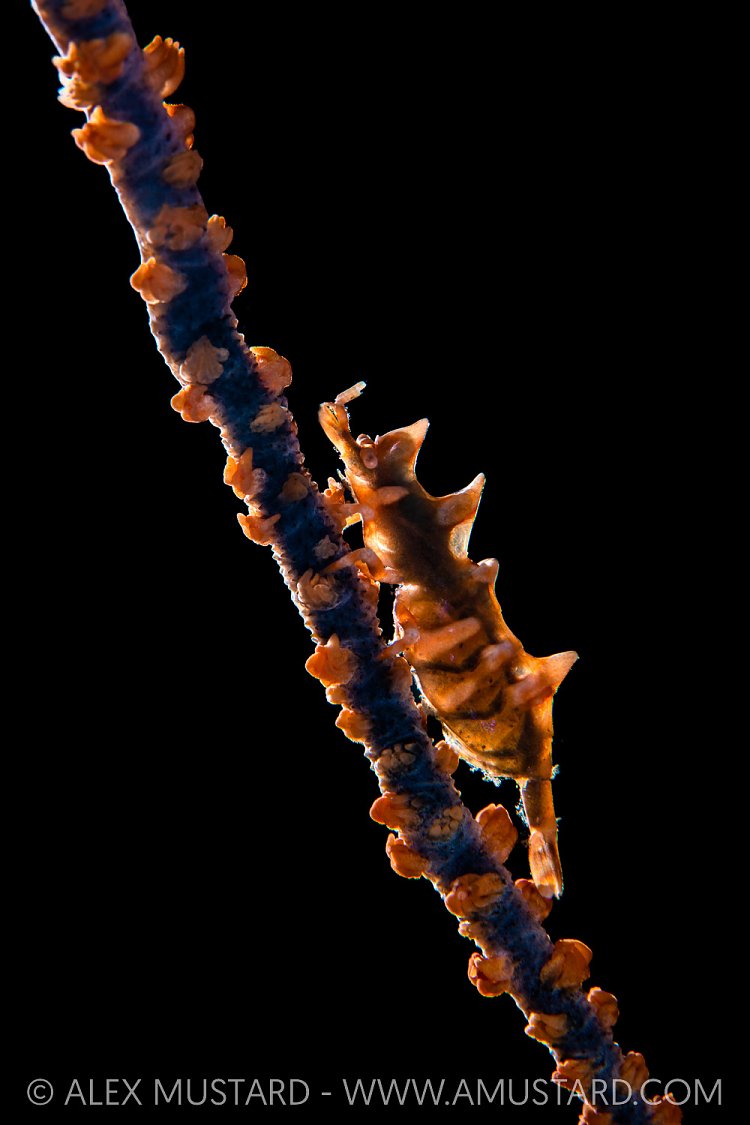 Backlit Dragon Shrimp, Philippines