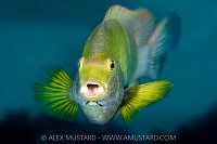 Damselfish Warning, Indonesia
