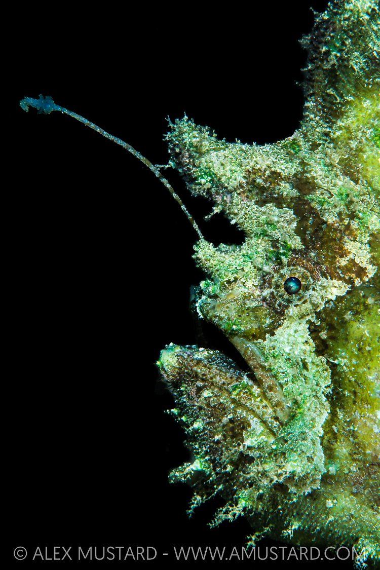 Spot-tail Frogfish Portrait, Indonesia