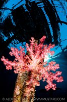 Soft Coral Beneath Jetty, Indonesia