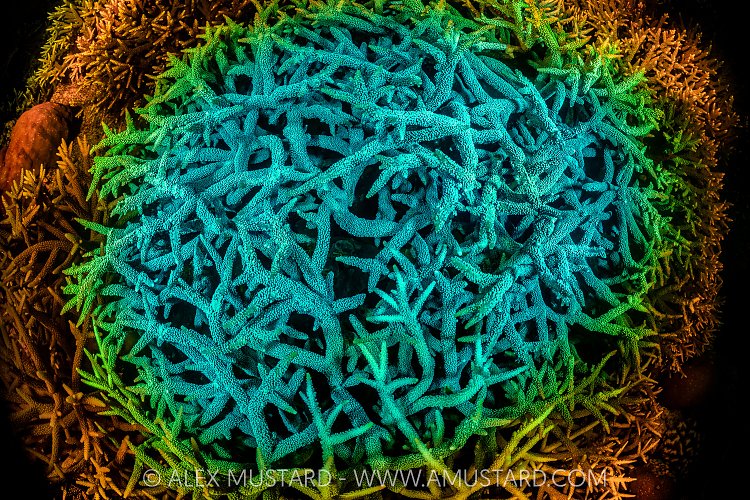 Fluorescent Coral Rainbow, Indonesia