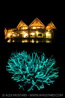 Fluorescent Coral At Misool, Indonesia