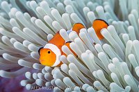 Anemonefish In Bleached Anemone. Indonesia