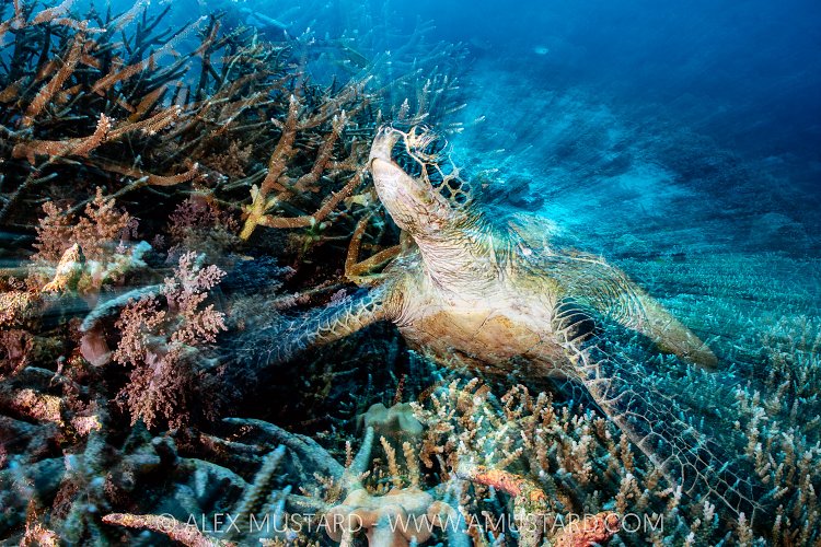Turtle Zoom Blur, Indonesia