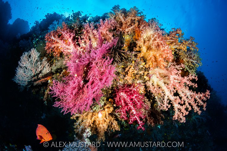 Lush Soft Corals, Indonesia