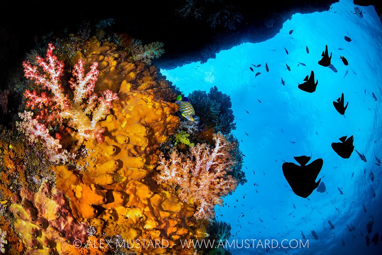 Reef Scene With Batfish, Indonesia
