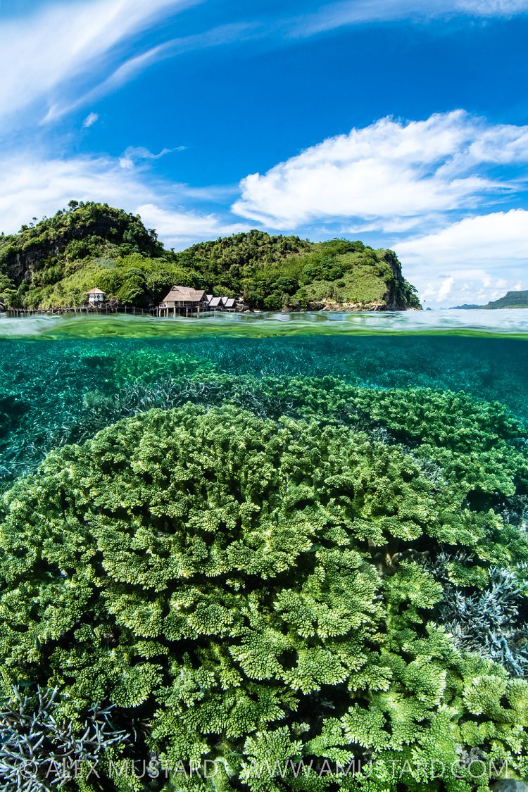 Corals And Islands, Indonesia