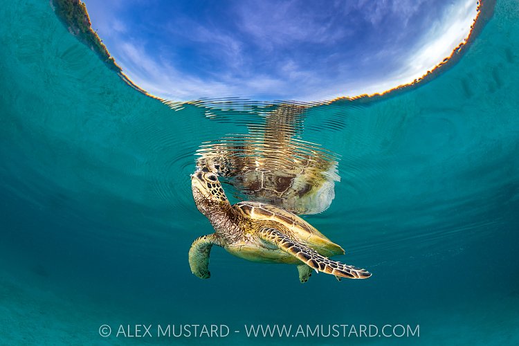 Green Turtle Breathes, Indonesia