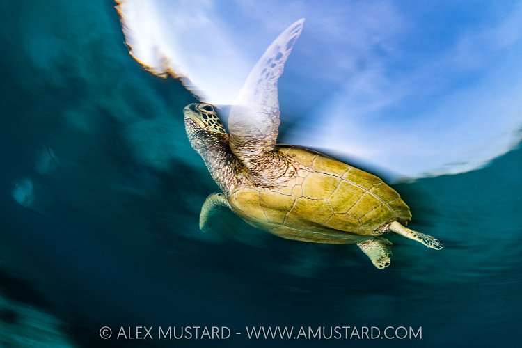 Green Turtle Breathes, Indonesia