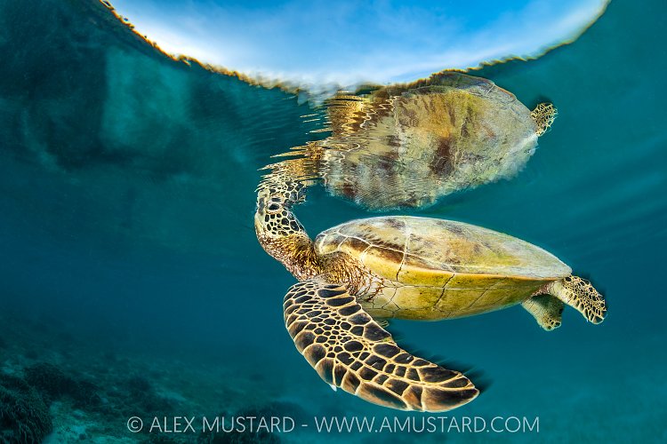 Green Turtle Breathes, Indonesia