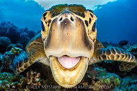 Smiling Turtle, Indonesia