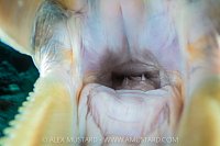 Turtle Mouth, Indonesia