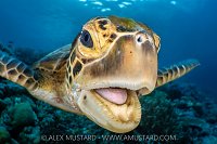 Smiling Turtle, Indonesia