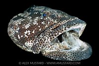 Grouper Being Cleaned, Indonesia
