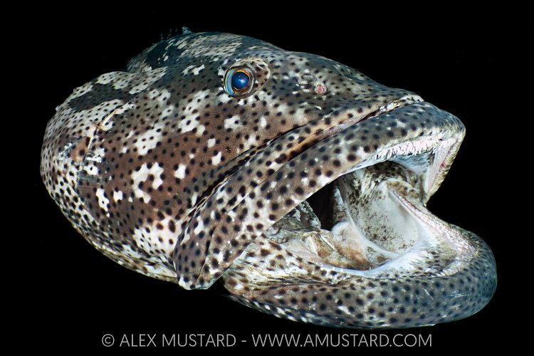 Grouper Being Cleaned, Indonesia