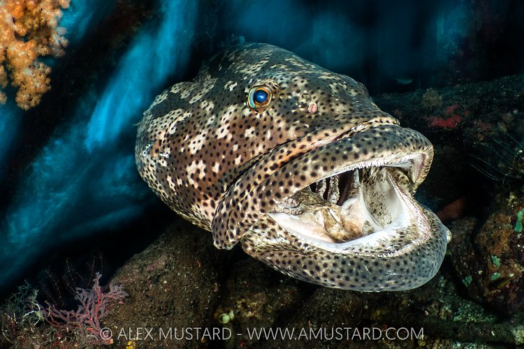 Grouper Being Cleaned, Indonesia