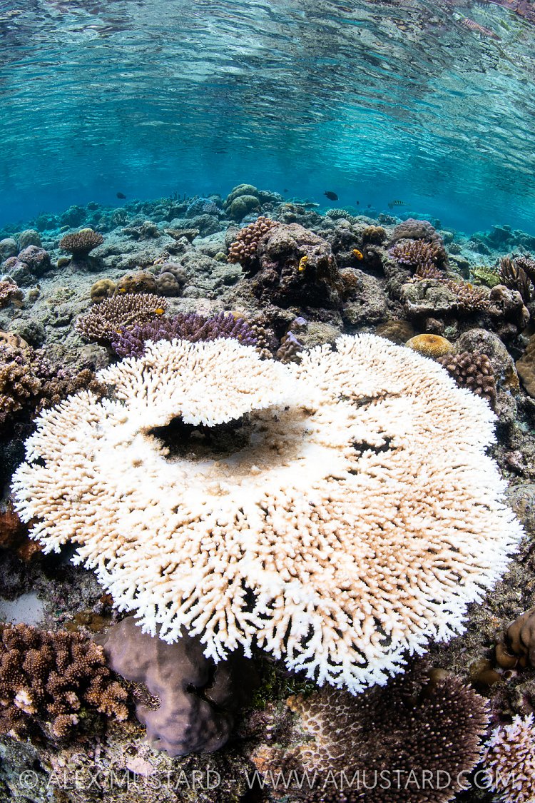 Bleached Table Coral, Indonesia