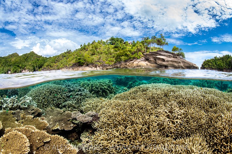 Coral Garden Split Level. Indonesia