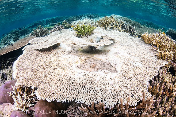 Bleached Table Coral, Indonesia