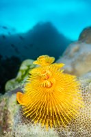 Yellow Christmas Tree Worm, Indonesia