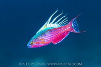 Flasher Wrasse Portrait, Indonesia