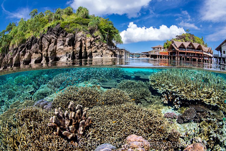 Coral Garden Split Level. Indonesia