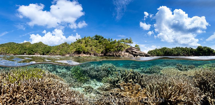 Coral Garden Split Level. Indonesia