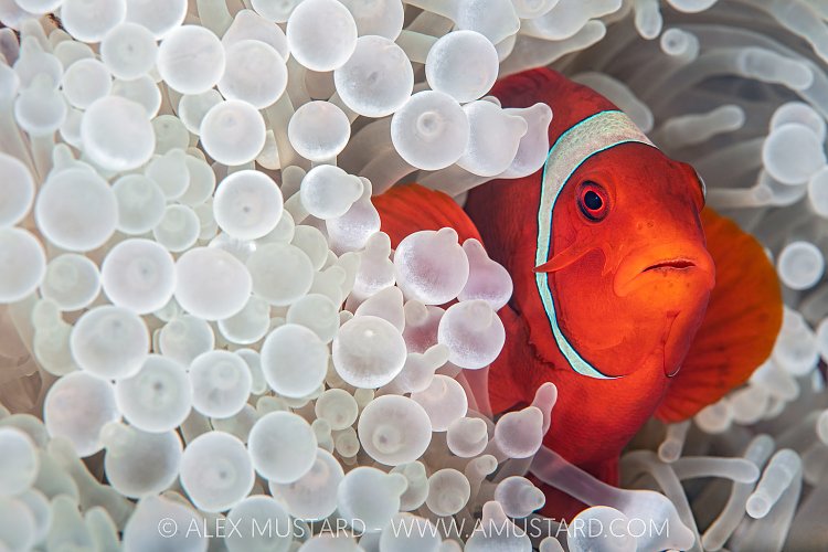 Anemonefish In Bleached Anemone. Indonesia