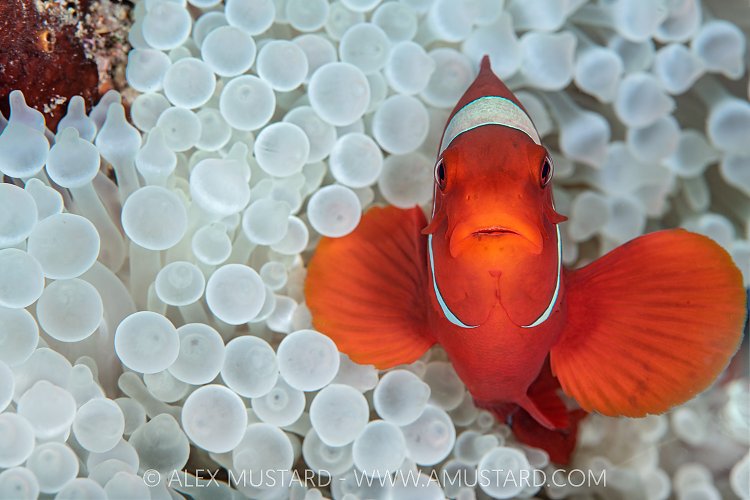 Anemonefish In Bleached Anemone. Indonesia