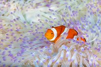 Anemonefish In Bleached Anemone. Indonesia