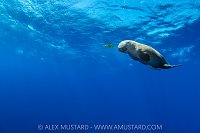 Dugong In The Blue, Egypt