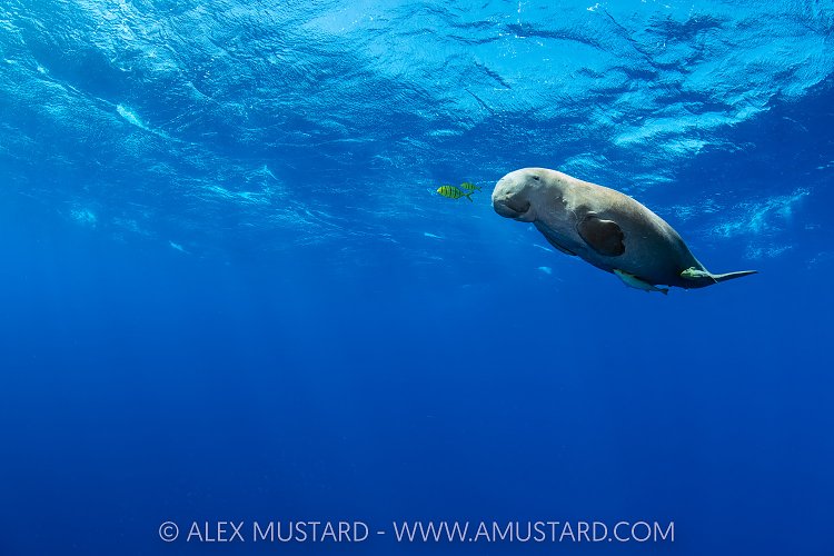 Dugong In The Blue, Egypt