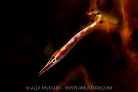 Arrow Blenny Portrait, Cayman Islands