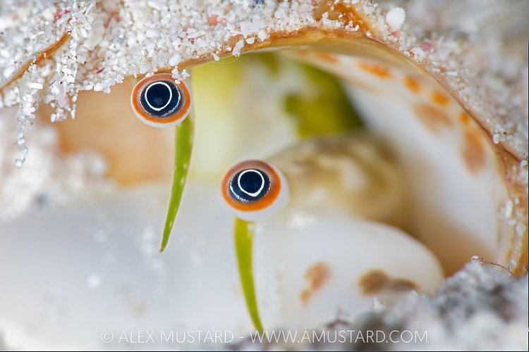 Conch Eyes, Cayman Islands
