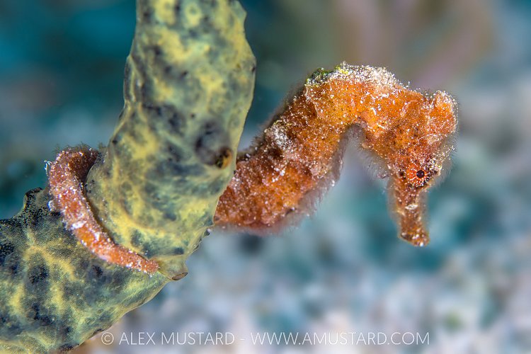 Orange Seahorse, Cayman Islands
