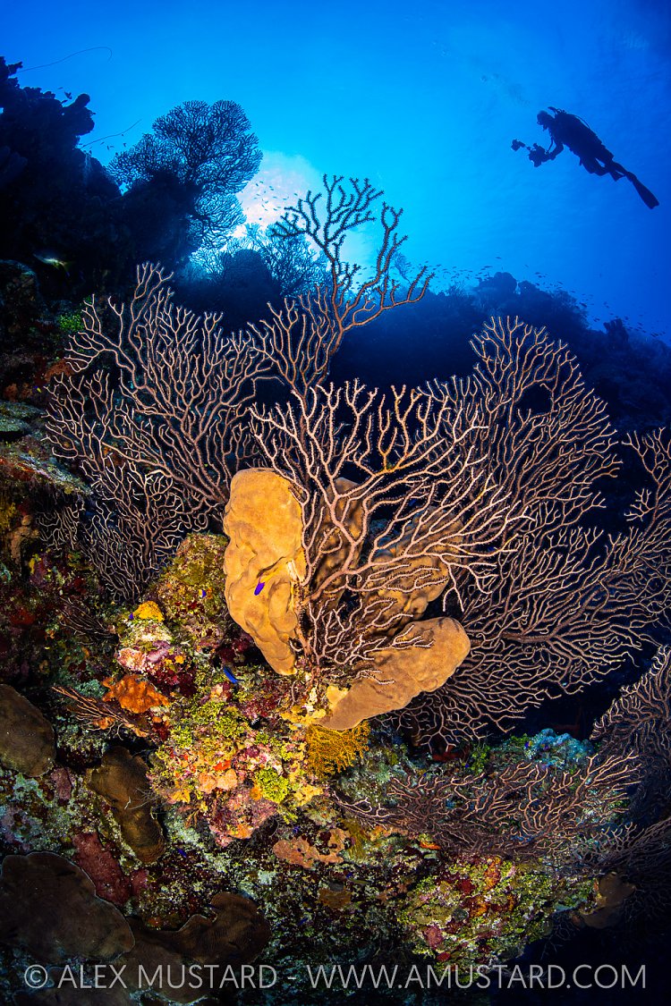 Diving The Wall, Cayman Islands