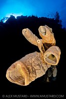 Brown Tube Sponges On The Wall, Cayman Islands