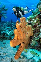 Diver With Sponges, Cayman Islands