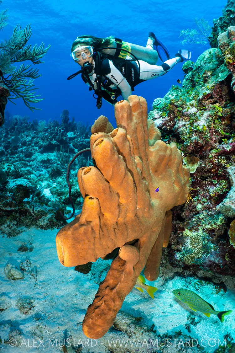 Diver With Sponges, Cayman Islands