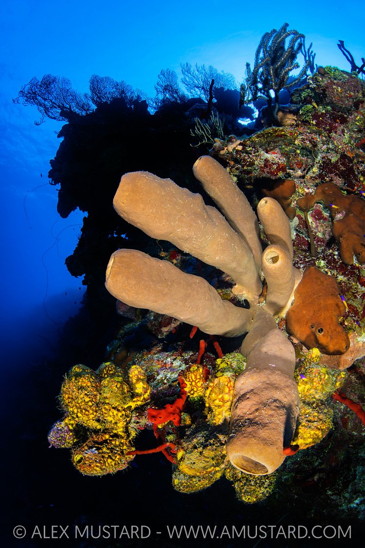 Cayman Wall, Cayman Islands