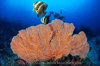 Sea fan and batfish, Indonesia
