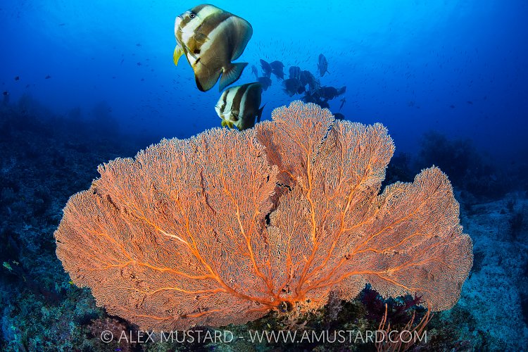 Sea fan and batfish, Indonesia