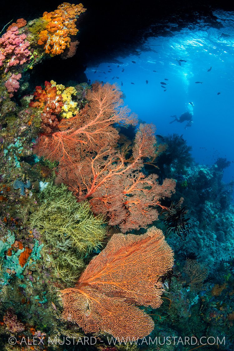Beneath The Overhang, Indonesia