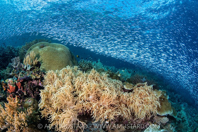 Silversides Over Reef, indonesia